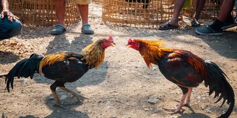 Đăng ký và chia cặp đấu