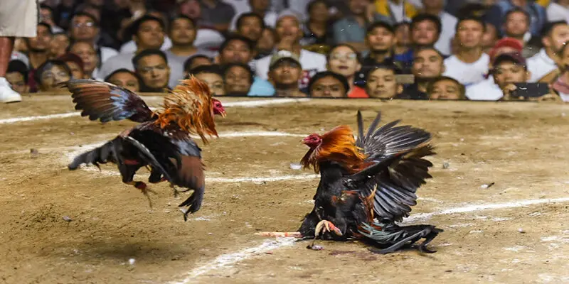 Phân tích kỹ chiến kê