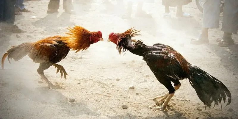 Phân tích kỹ chiến kê