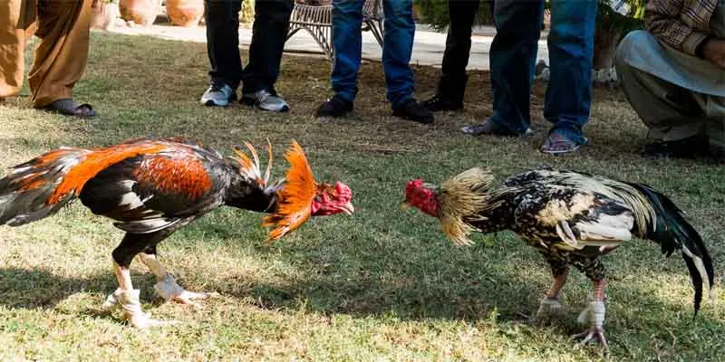 Trải nghiệm hình ảnh sắc nét, minh bạch và tương tác cao