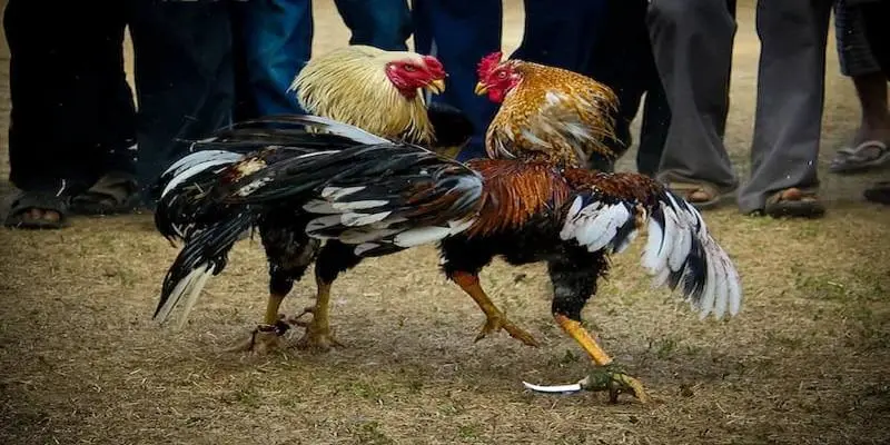 Ưu đãi hấp dẫn