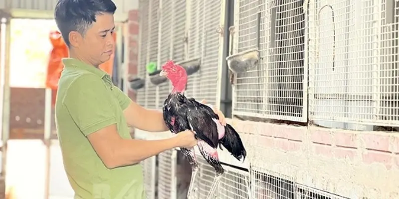 Các kỹ năng về chăm sóc gà