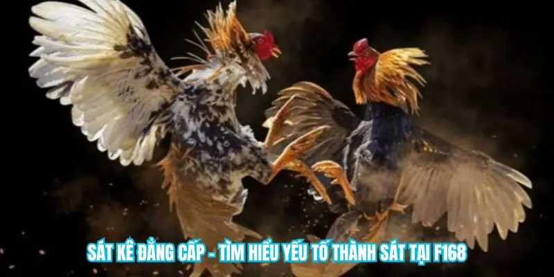 Sát kê đẳng cấp là những người biết cách chăm nuôi cũng như huấn luyện ra các chiến binh chọi kê. Cùng F168 tìm hiểu thêm về người có vị trí quan trọng trong đá gà…